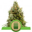 Royal AK Auto - Royal Queen Seeds